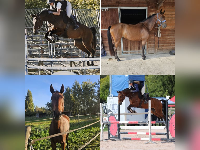 Selle Français Mare 8 years 15,2 hh Brown in Charleval