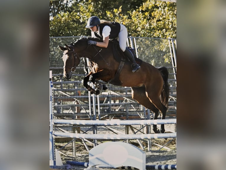 Selle Français Mare 8 years 15,2 hh Brown in Charleval