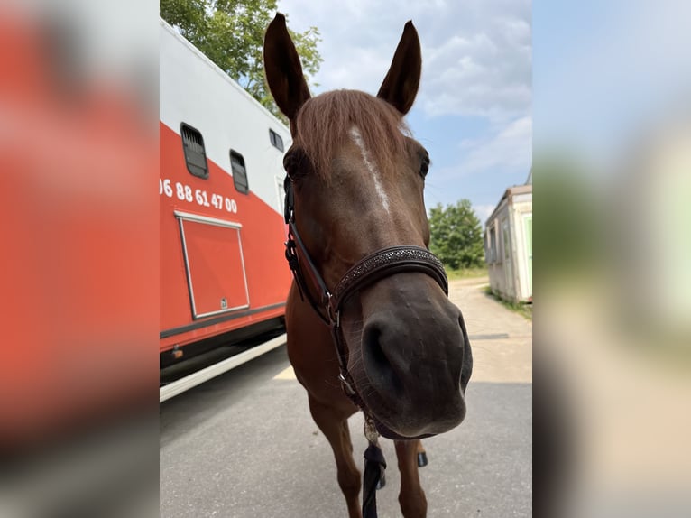 Selle Français Mare 8 years 15,2 hh Chestnut-Red in Pontoy