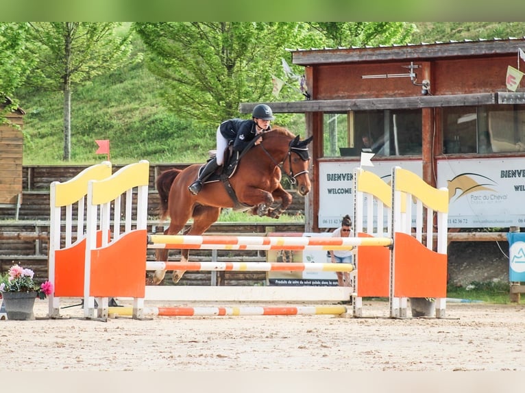 Selle Français Mare 8 years 15,1 hh Chestnut-Red in Châtillon-sur-Chalaronne