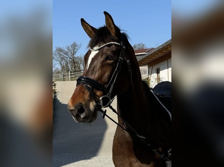 Selle Français Mare 8 years 16.1 hh Brown in Kreuzwertheim