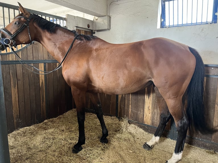 Selle Français Mare 8 years 16,1 hh Brown in Saint-Vérain