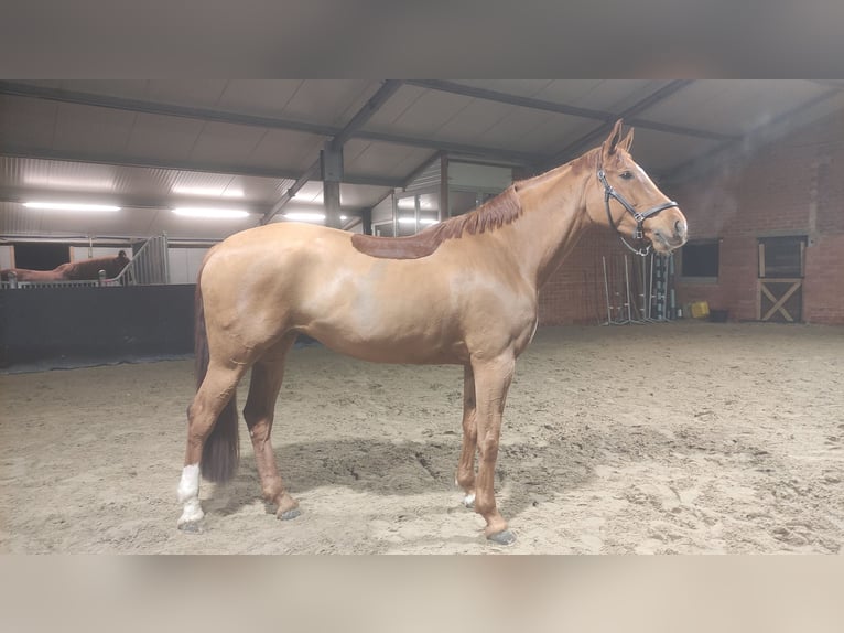 Selle Français Mare 8 years 16,1 hh Chestnut-Red in Heindonk