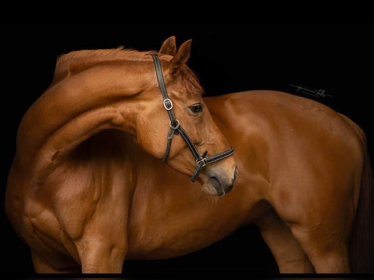 Selle Français Mare 8 years 16,1 hh Chestnut-Red in Heindonk