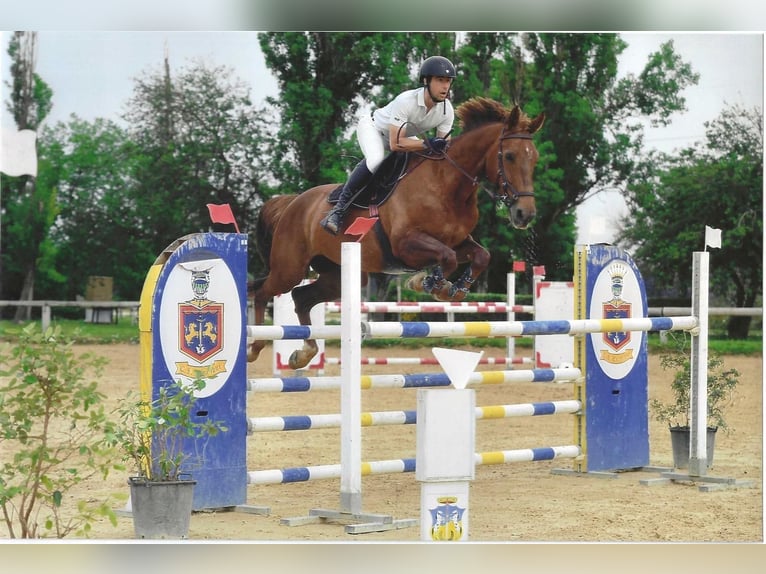 Selle Français Mare 8 years 16,1 hh Chestnut-Red in Roma