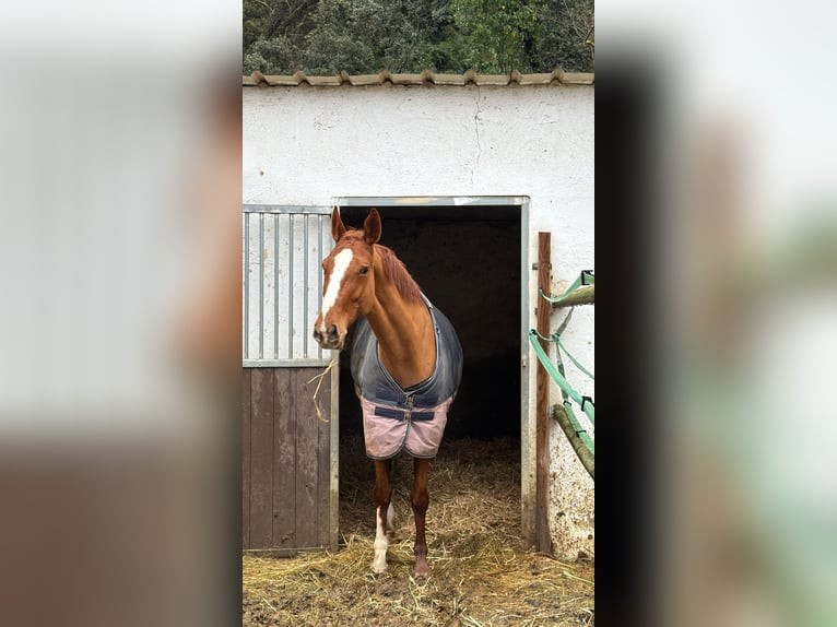 Selle Français Mare 8 years 16.2 hh Chestnut-Red in Barcelona