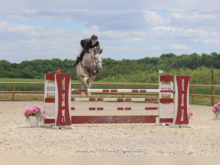 Selle Français Mare 8 years 16.2 hh Grey in Metz