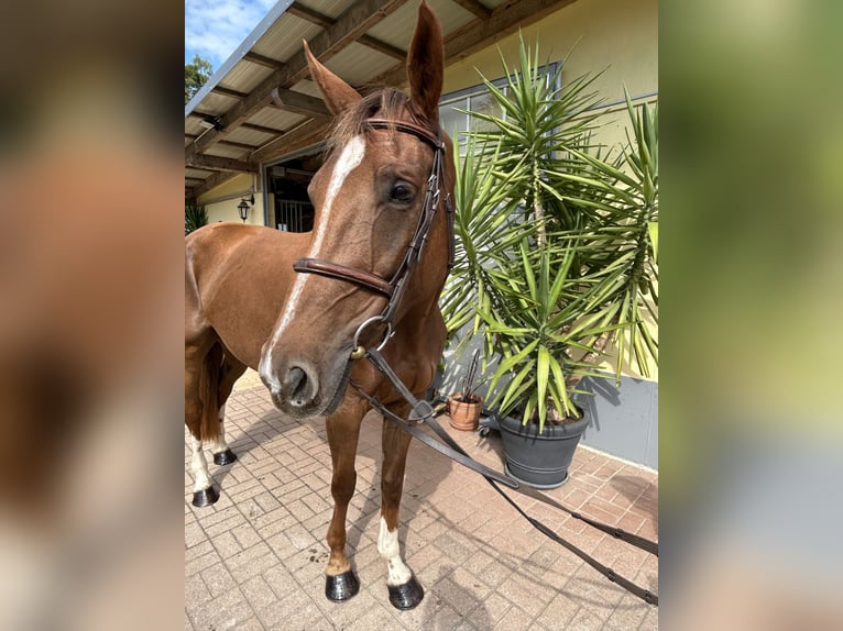 Selle Français Mare 8 years 16 hh Chestnut in Völkermarkt