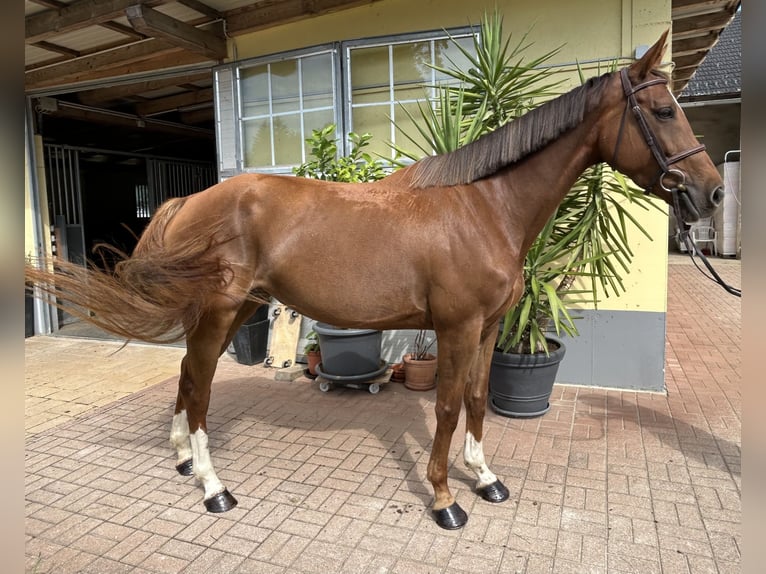 Selle Français Mare 8 years 16 hh Chestnut in Völkermarkt