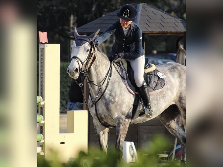Selle Français Mare 8 years 16 hh Gray in Casorate Sempione