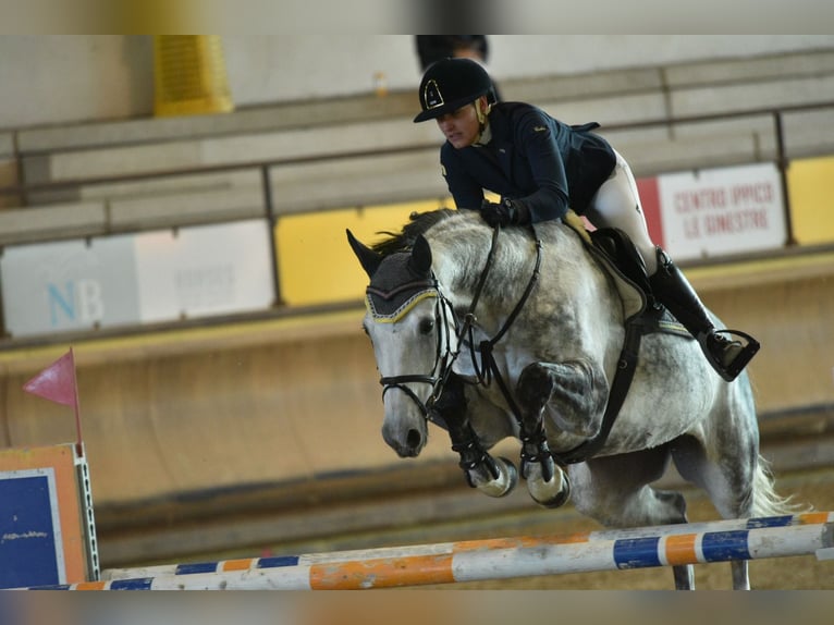 Selle Français Mare 8 years 16 hh Gray in Casorate Sempione
