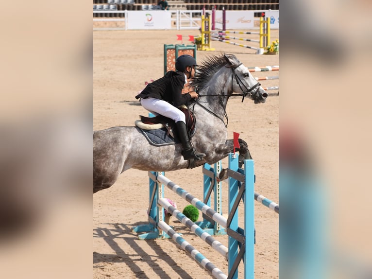 Selle Français Mare 8 years 16 hh Grey in Casablanca