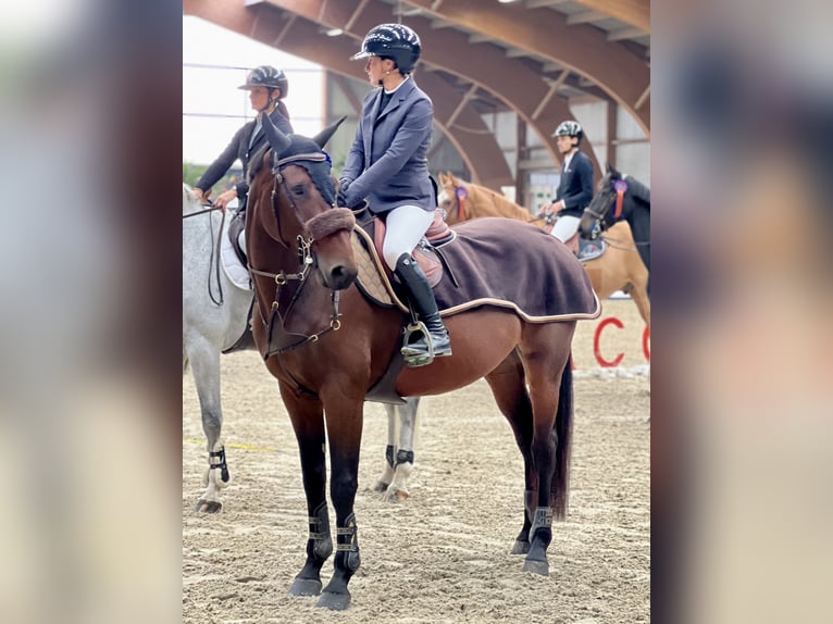 Selle Français Mare 8 years 16,1 hh Bay-Dark in Combaillaux