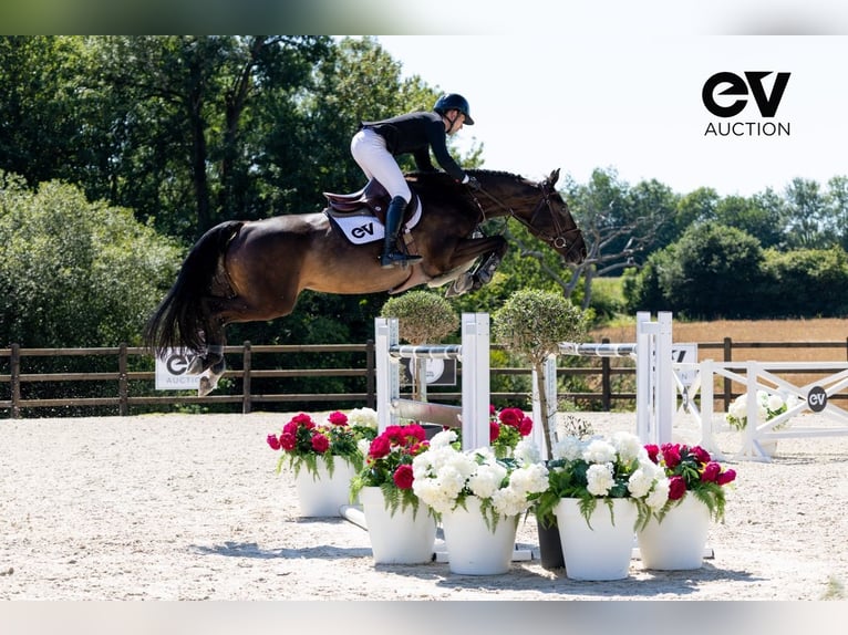 Selle Français Mare 8 years 16,1 hh Smoky-Black in Saint-Pierre-de-Coutances