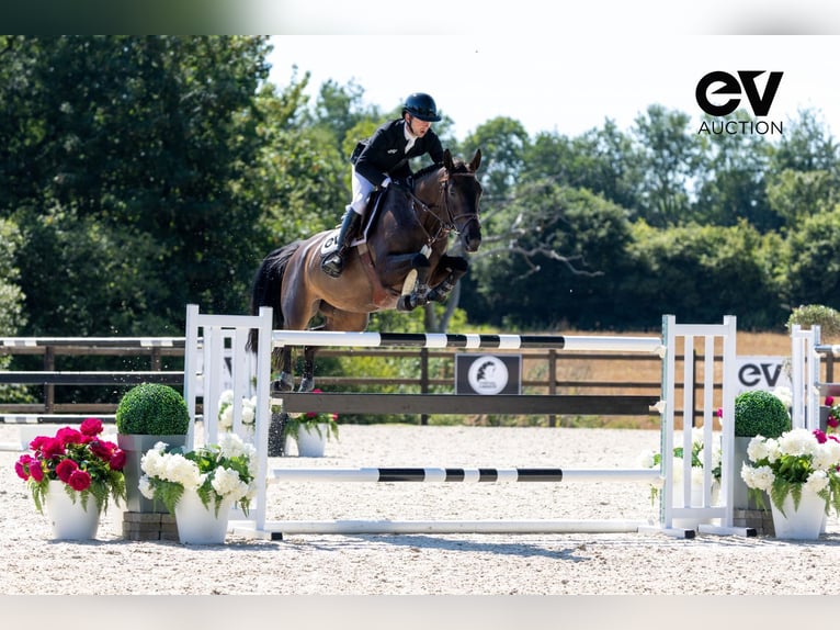 Selle Français Mare 8 years 16,1 hh Smoky-Black in Saint-Pierre-de-Coutances