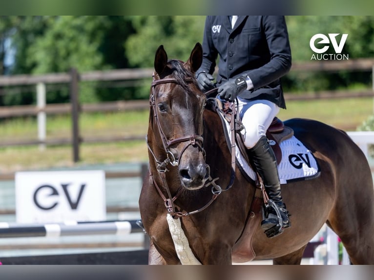 Selle Français Mare 8 years 16,1 hh Smoky-Black in Saint-Pierre-de-Coutances