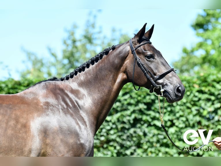 Selle Français Mare 8 years 16,1 hh Smoky-Black in Saint-Pierre-de-Coutances