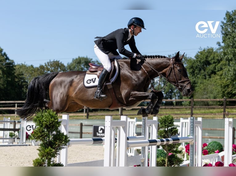 Selle Français Mare 8 years 16,1 hh Smoky-Black in Saint-Pierre-de-Coutances