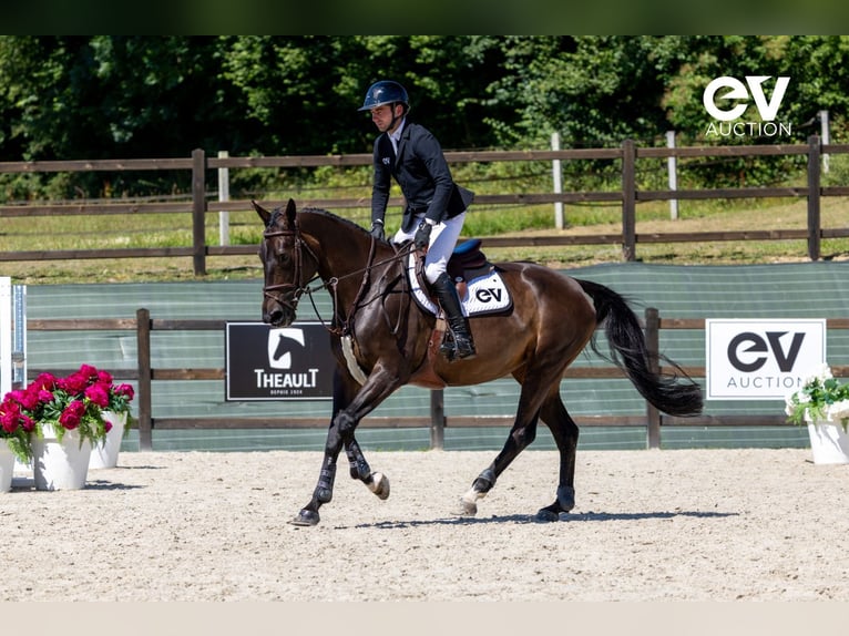 Selle Français Mare 8 years 16,1 hh Smoky-Black in Saint-Pierre-de-Coutances