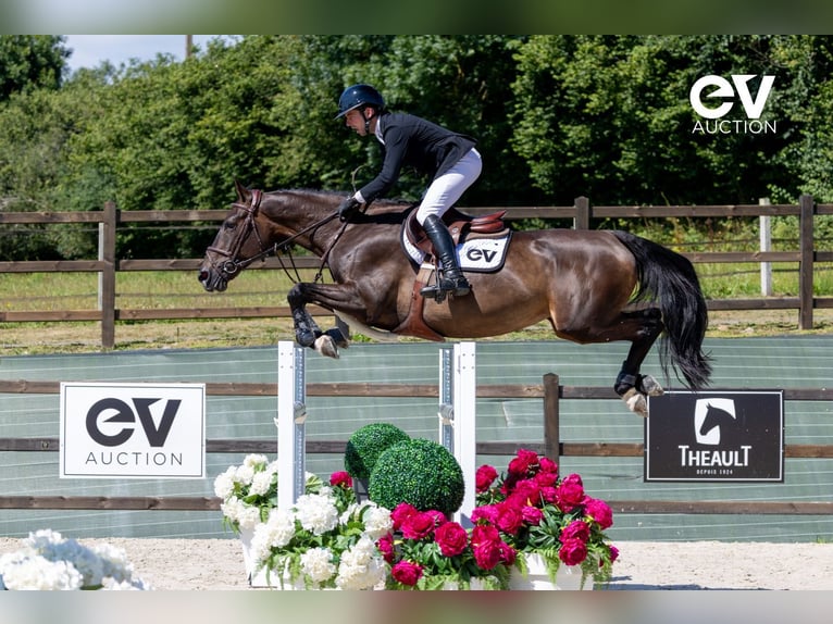 Selle Français Mare 8 years 16,1 hh Smoky-Black in Saint-Pierre-de-Coutances