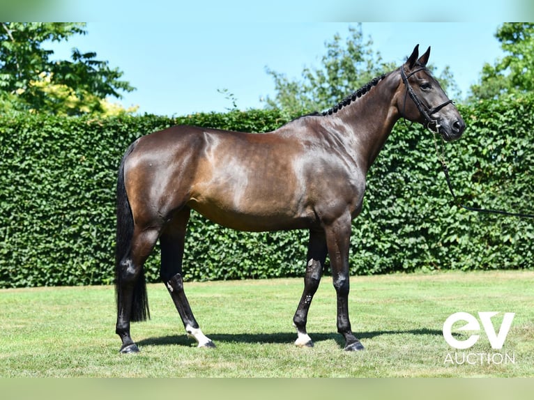 Selle Français Mare 8 years 16,1 hh Smoky-Black in Saint-Pierre-de-Coutances