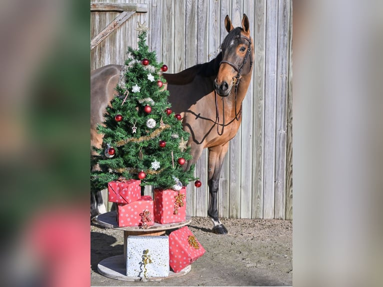 Selle Français Mare 8 years 16,2 hh Brown in Solesmes