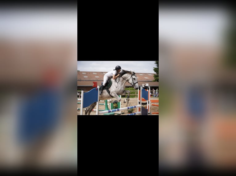 Selle Français Mare 8 years 16,2 hh Gray in Sonnay Selle Français Mare 8 years 16,2 hh Gray in Sonnay