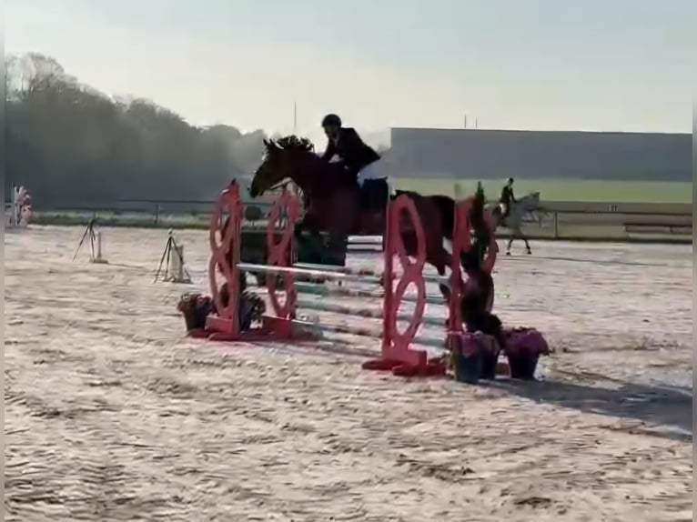 Selle Français Mare 8 years 16,2 hh in So