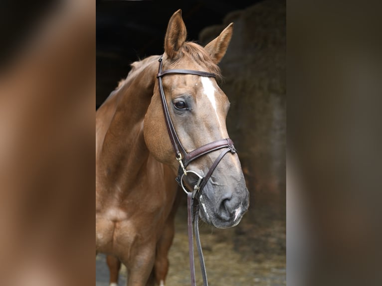 Selle Français Mare 8 years 17 hh Chestnut in Geilenkirchen