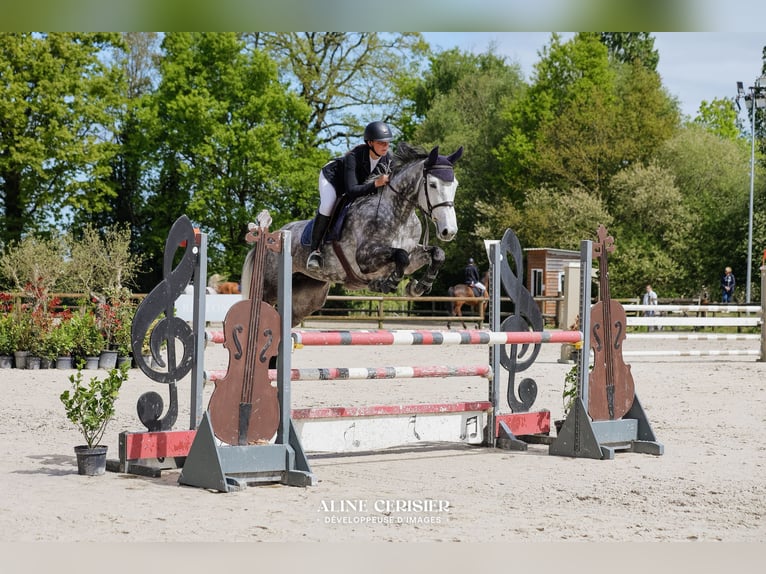 Selle Français Mare 8 years Grey in La Ville-es-Nonais