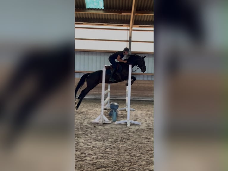 Selle Français Mare 9 years 15.3 hh Black in Merkwiller Pechelbronn