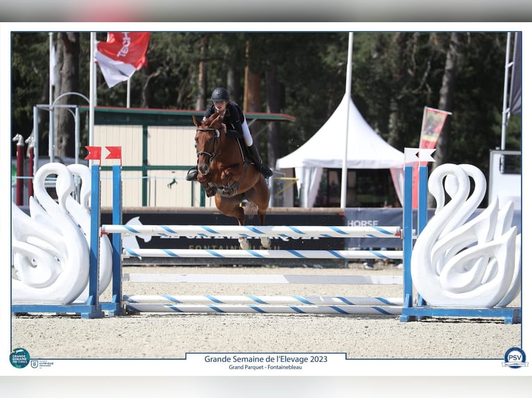 Selle Français Mare 9 years 15,1 hh Chestnut-Red in Châtillon-sur-Chalaronne