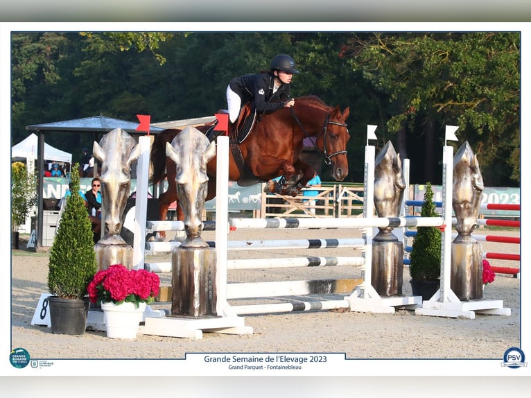 Selle Français Mare 9 years 15,1 hh Chestnut-Red in Châtillon-sur-Chalaronne