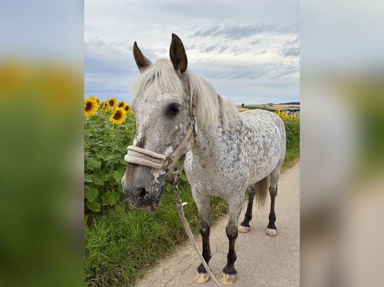 Selle Français Mare 9 years 15,1 hh Leopard-Piebald in Leingarten