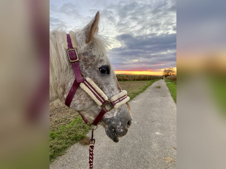 Selle Français Mare 9 years 15,1 hh Leopard-Piebald in Leingarten