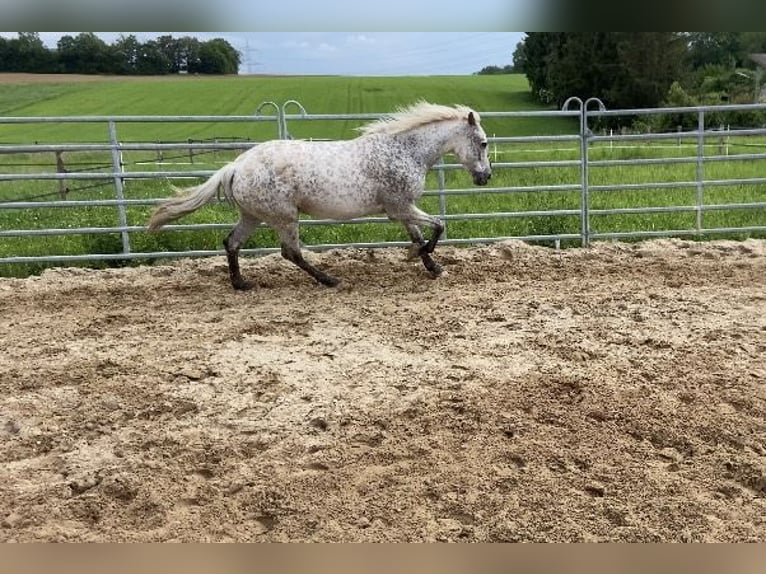 Selle Français Mare 9 years 15,1 hh Leopard-Piebald in Leingarten