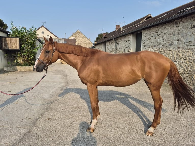 Selle Français Mare 9 years 15,3 hh Chestnut-Red in Drocourt