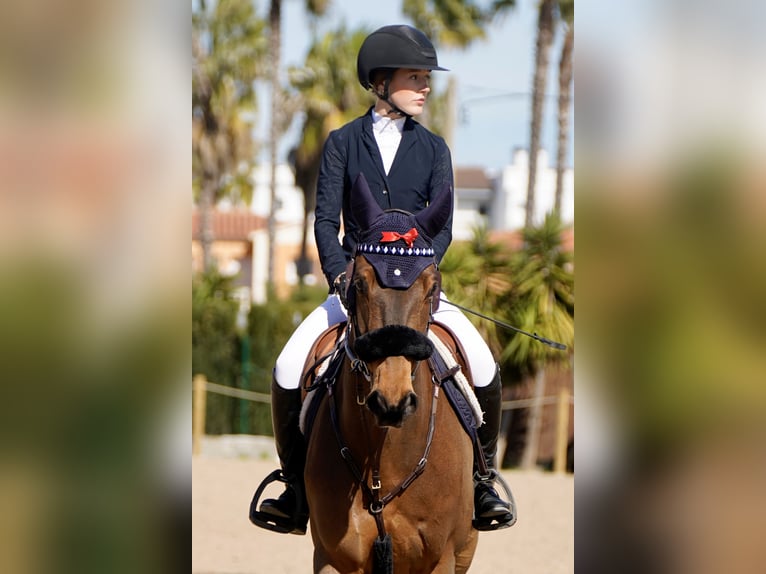 Selle Français Mare 9 years 16.1 hh Brown in Gorla Minore
