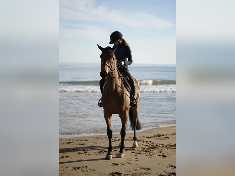 Selle Français Mare 9 years 16.1 hh Brown in Gorla Minore
