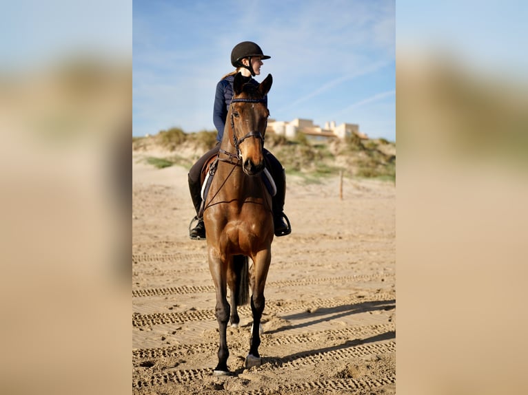 Selle Français Mare 9 years 16.1 hh Brown in Küsnacht ZH