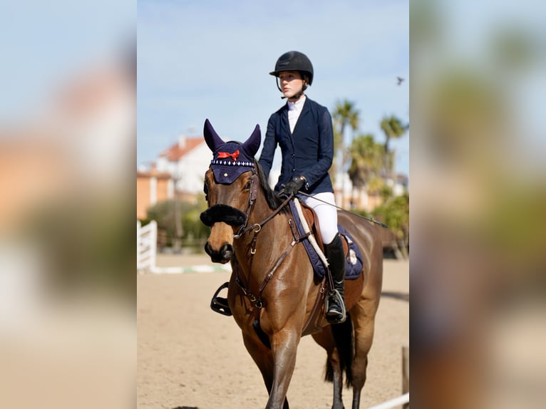Selle Français Mare 9 years 16.1 hh Brown in Küsnacht ZH