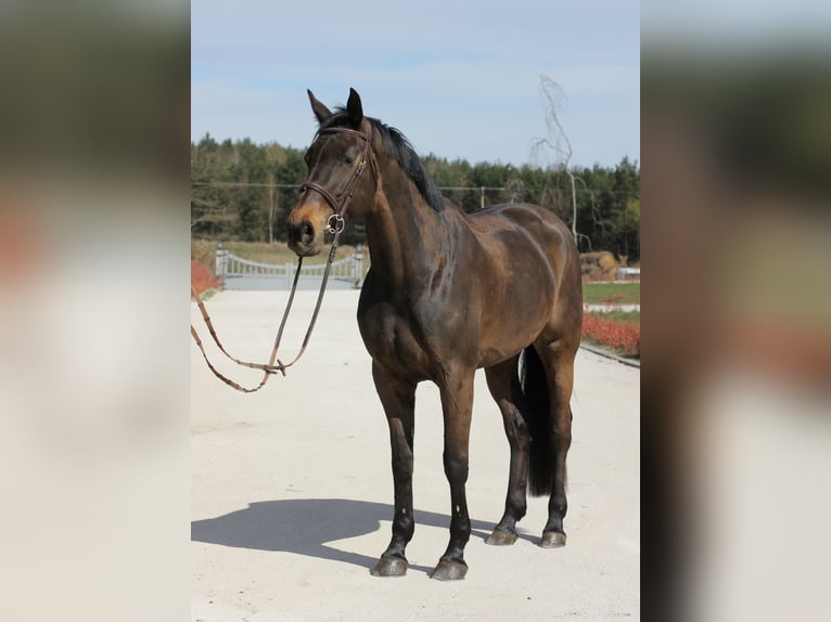 Selle Français Mare 9 years 16,1 hh in Hennef