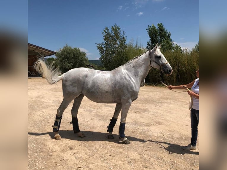 Selle Français Mare 9 years 16,2 hh White in Saint-Just-Saint-Rambert