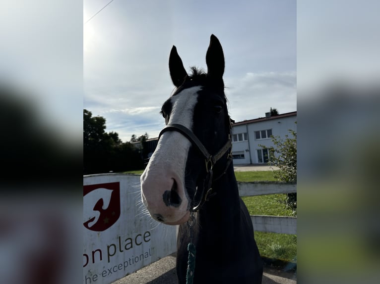 Selle Français Mare 9 years 16 hh Black in Loßburg