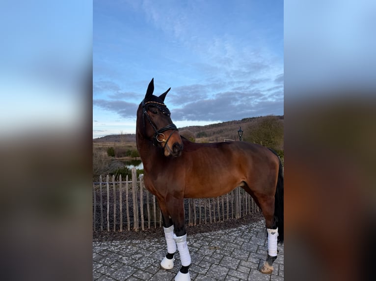 Selle Français Mare 9 years 16 hh Brown in Haiger