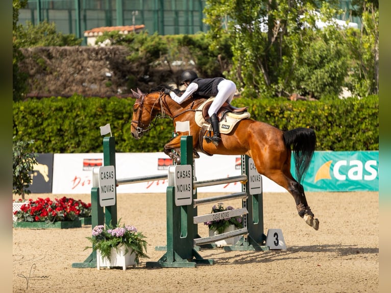 Selle Français Mare 9 years 16 hh Brown in Malla