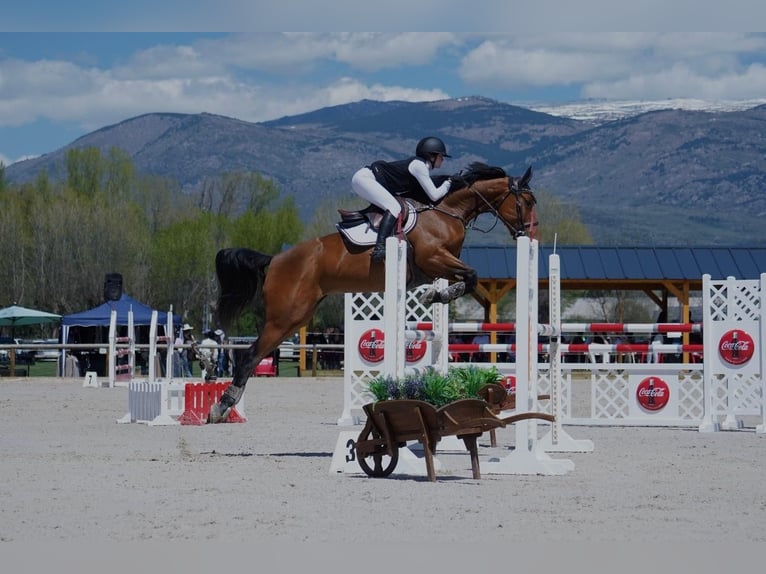 Selle Français Mare 9 years 16 hh Brown in Malla