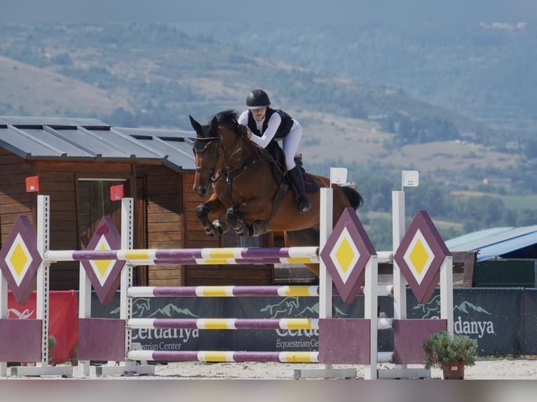 Selle Français Mare 9 years 16 hh Brown in Malla