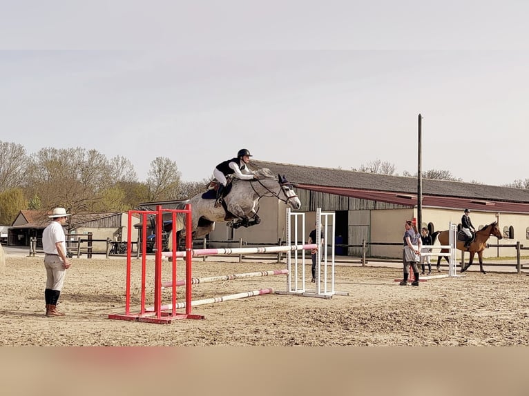 Selle Français Mare 9 years 16 hh Grey in Toulouse
