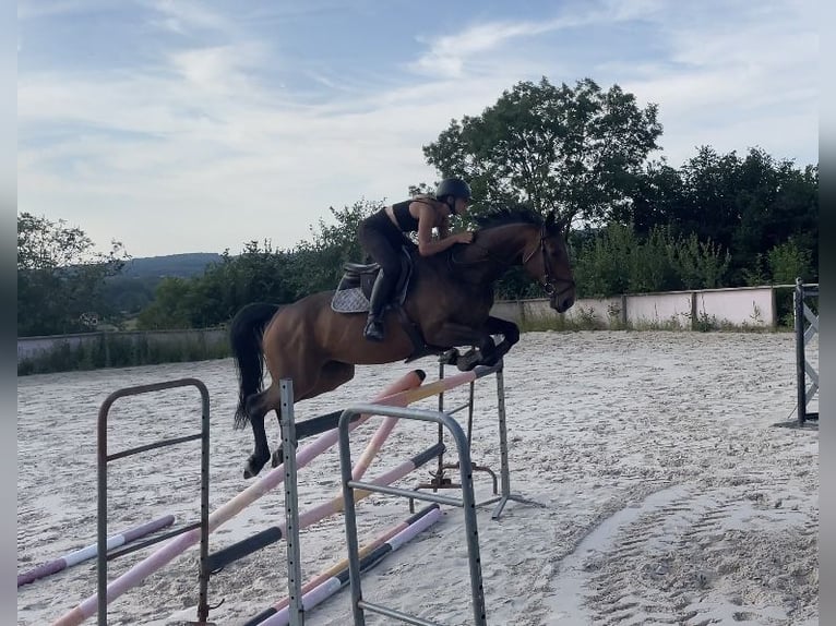 Selle Français Mare 9 years 16,1 hh Brown in Sérifontaine